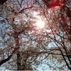 春の桜なうつら気分の画像