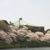 日本武道館とさくらの画像