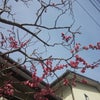 春の第一歩の画像