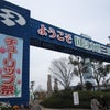 木曽三川公園チューリップ祭～岐阜県海津市～の画像