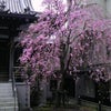 桜〜桜ドレスの画像
