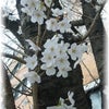 ♪桜便り♪の画像