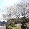 故郷の桜の画像