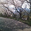 今日の桜の画像