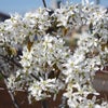 アスパラ収穫・ジューンベリーの花の画像
