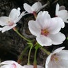 桜吹雪in神田明神の画像