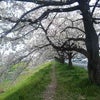 *桜のトンネル*の画像