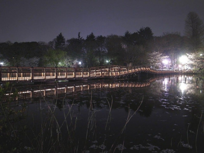 井の頭公園 夜の桜 オレンジルームのブログ