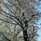 花吹雪と葉桜もまた美しさの一興〜今年の桜風景 vol.11の記事より