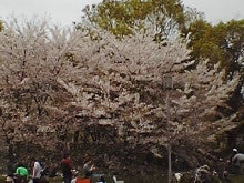 桜と花見