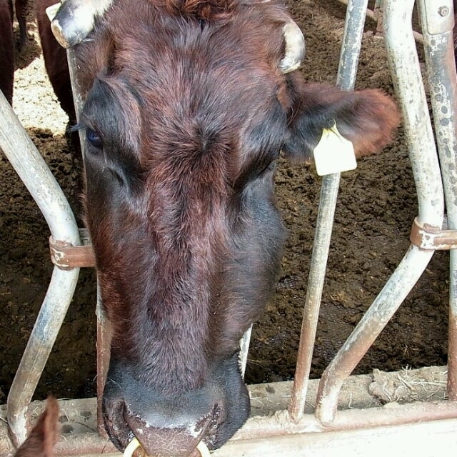 アクチノミセス シェパード中国物産家畜診療所のブログ