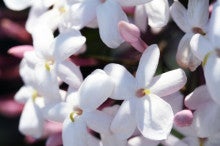 aroma Jasmine ～　ｱﾛﾏ　ｼﾞｬｽﾐﾝ　～　blog
