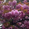 桜の花の塩漬けの画像