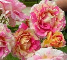 幻の薔薇 クロードモネ 大根島ローズランドのブログ