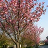今日の道草　4/23　八重桜の画像