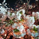 大阪の桜の記事より