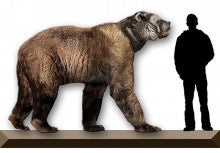 北米北部で栄え 氷河期末に絶滅した史上最大のクマ アルクトドス シマス はなぜ滅んだのか 自費出版のリブパブリのブログ