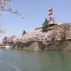 ２０１２　福井城址（県庁お壕）の桜の画像