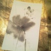 sumie-白雪芥子の画像