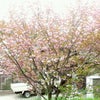 またまた桜っ(*´▽｀*)の画像