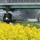 ナベ散歩　２２４話　新潟は春爛漫！　菜の花・チューリップと列車のコラボ！！の記事より