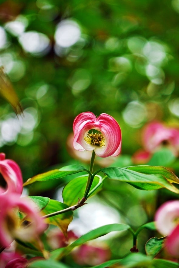 すべての美しい花の画像 上ハナミズキ 花言葉 英語
