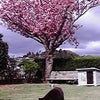 八重桜と愛犬の画像