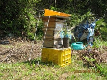 捕獲日本蜜蜂20120505
