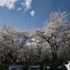 聖光寺の桜～in GWの画像