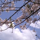 GWの気仙沼は桜が満開でした。の記事より