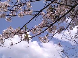 GWの気仙沼は桜が満開でした。の記事より