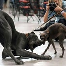 犬祭だよぉ♪　犬いぬワンコ好きよっといでぇ～♫♬　の記事より