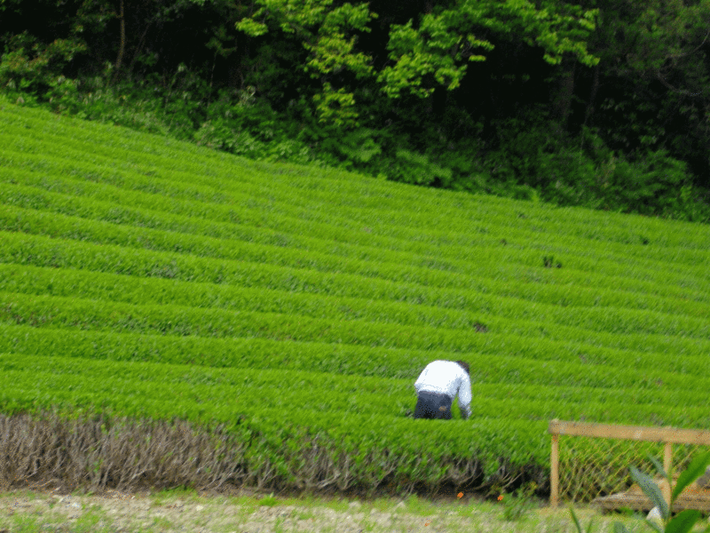 中新ロマンス食堂のブログ-teatime2