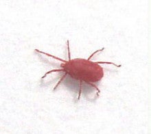 ベランダなどにいる赤い小さな虫の正体は タカラダニ駆除方法 スプレーするのが良いかも 痛快 ビッグダディの様に生きたいあまちゃん