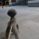 忠犬となるの記事より