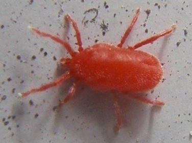 赤くて小さい虫 タカラダニ 快適いいライフのブログ