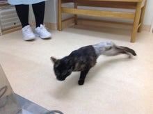 新潟市西区の永松動物病院のブログ