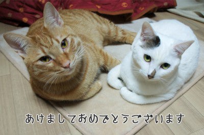 クレイアートでつくる猫　nekonoのブログ