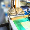 王国の画像