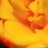 可憐な黄色いバラの画像