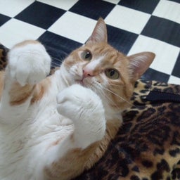 画像 猫の心 の記事より