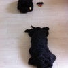 おはよーの画像