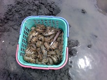 魅力の ヤビーポンプ 穴ジャコ カメジャコ スナモグリ 釣餌 潮干狩 