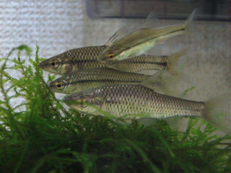 海猿の【アジングの向こう側】