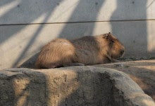 Ｌｏｖｅ　ａｎｄ　ＭＥＬＯＤＹ’ｓ-Capybara