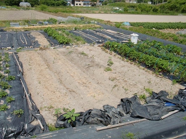 イチゴの苗床準備の土作り 耕作放棄地を剣先スコップで畑に開拓 有機肥料を使い農薬無しで野菜を栽培する週2日の農作業記録 ｂｙウッチー式