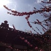 京都・龍安寺 写真③…の画像