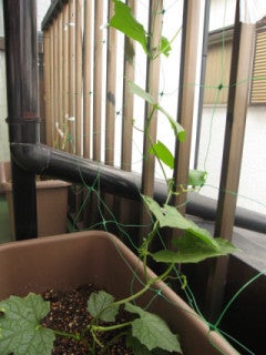 kodamaのブログ