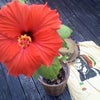 咲いたよハイビスカスの画像
