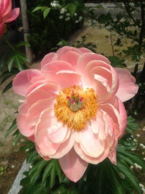 2012/06/09の記事画像